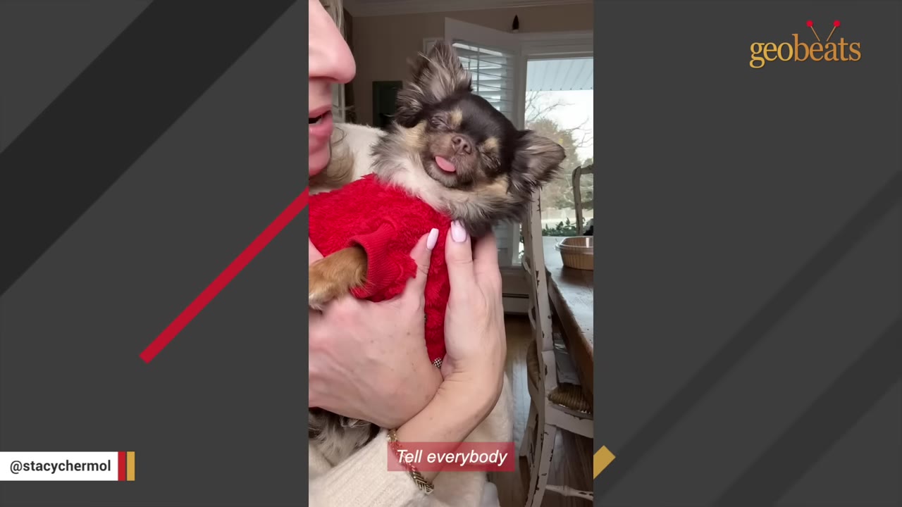 A small long-haired chihuahua wearing a red sweater is held lovingly in a woman's arms, closing its eyes and sticking its tongue out happily.