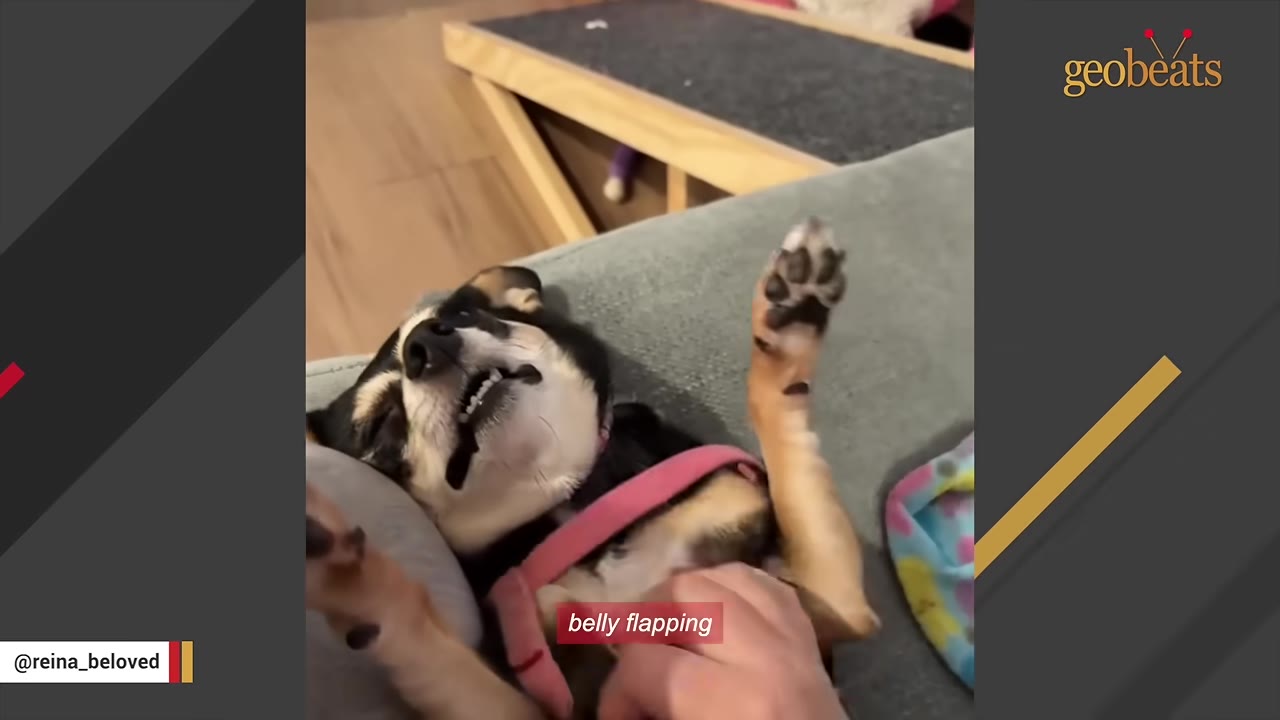 A small black and tan dog lies on its back on a grey couch while a hand gently rubs its belly.