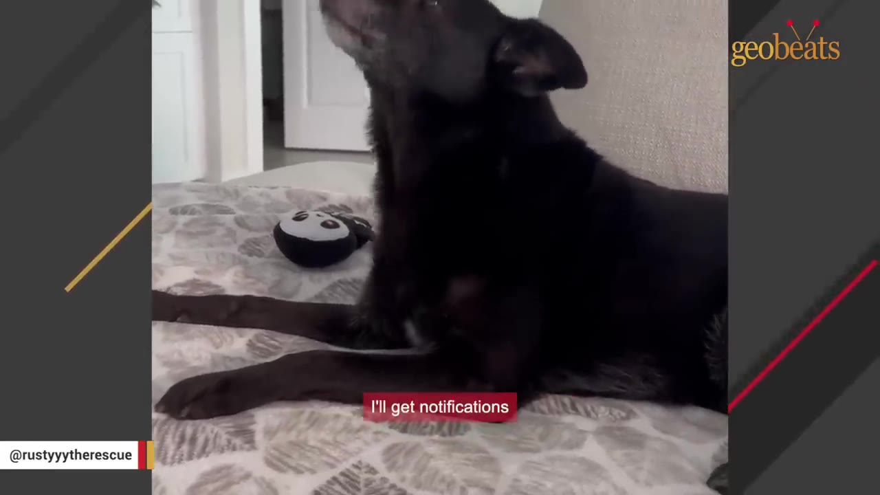 A black dog sitting on a patterned blanket next to a small panda toy, tilting its head up as if howling.