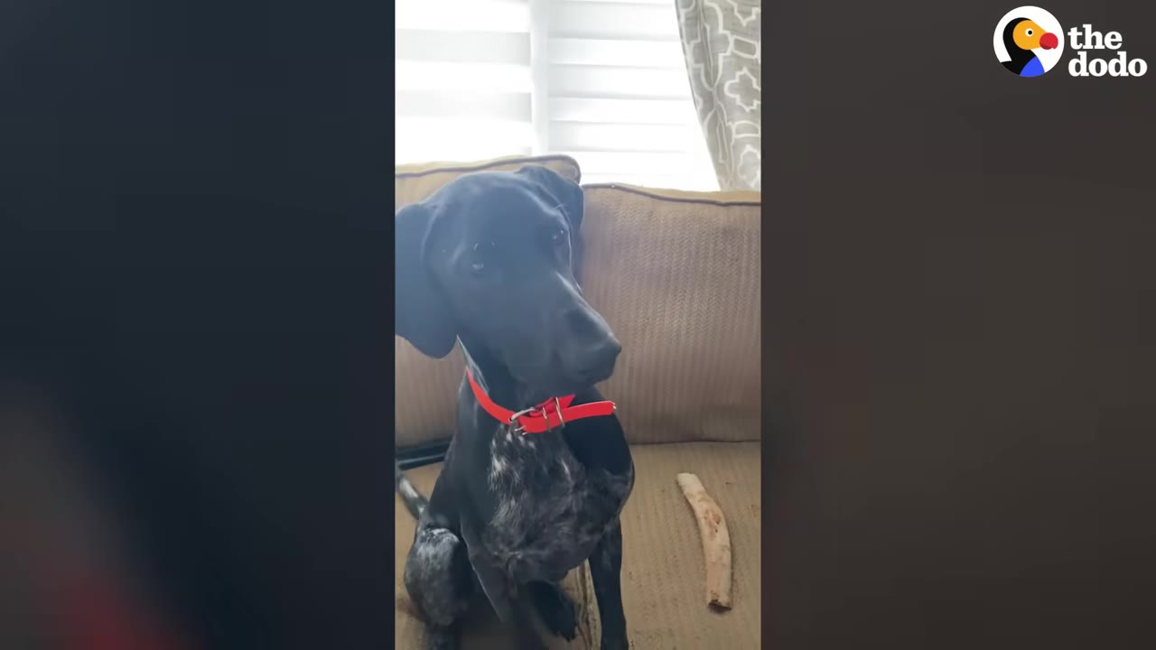 A black and white speckled dog wearing a bright red collar sits on a tan couch next to a dog chew bone.