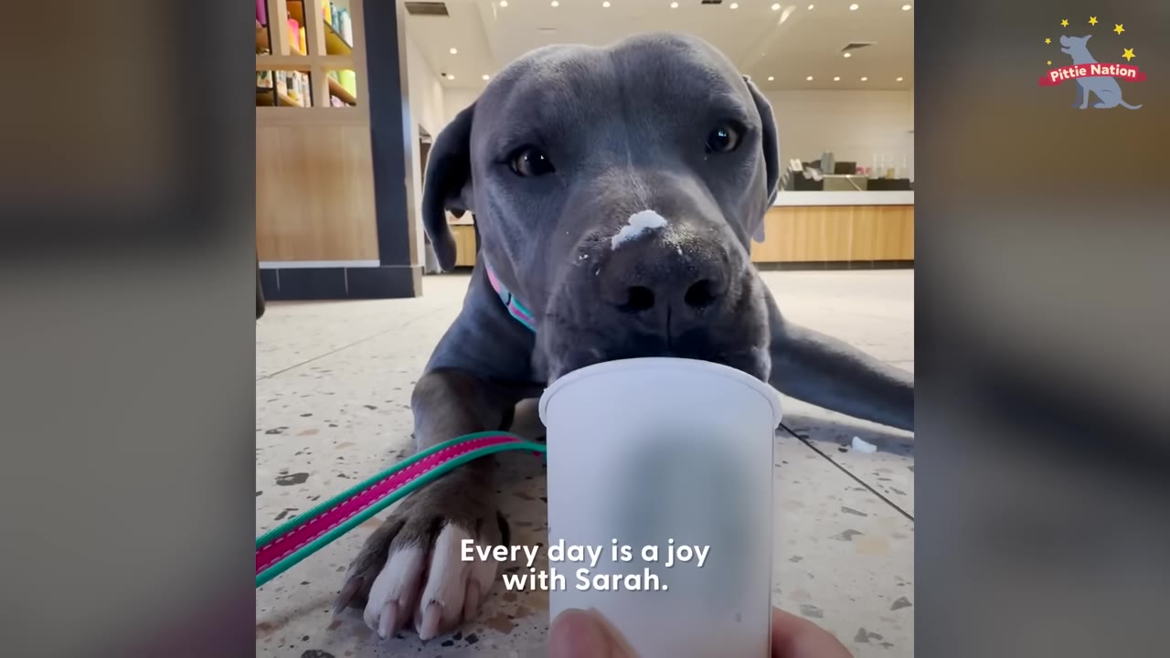 A grey pit bull dog lying on a tiled floor with a dab of white whipped cream on its nose, looking at a white cup held in front of it.