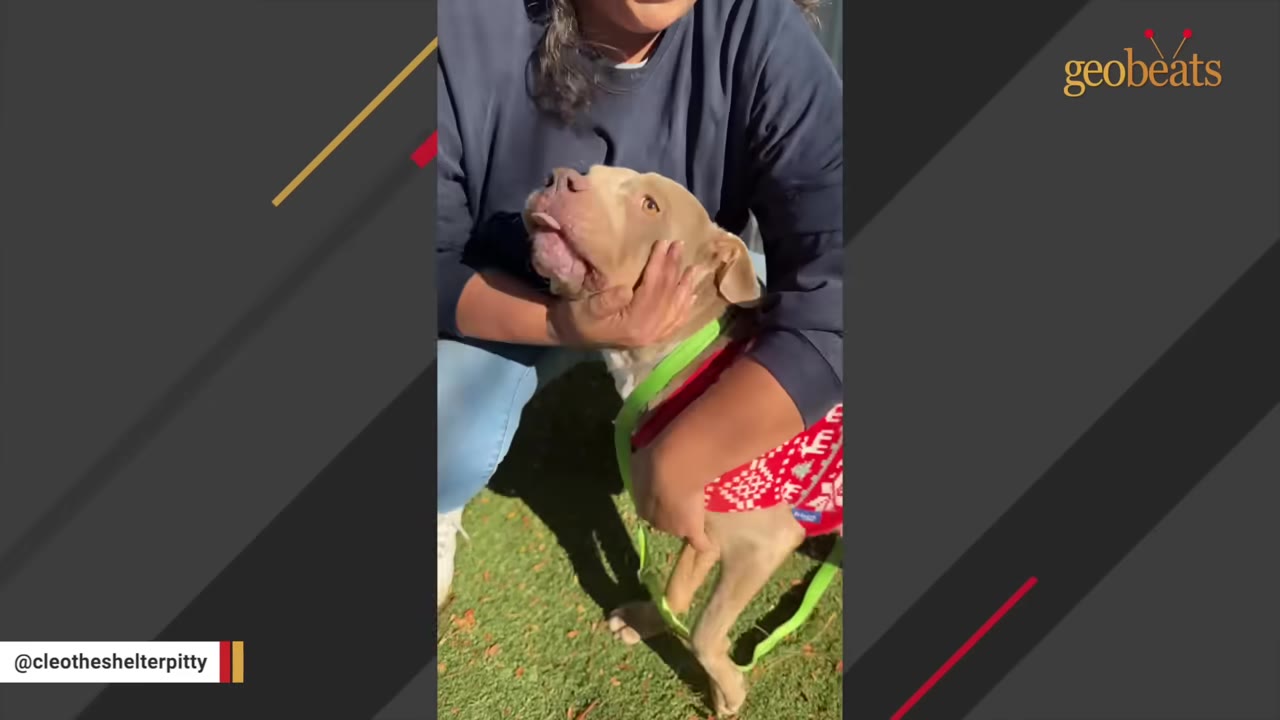 A brown pit bull wearing a red sweater looks up affectionately as a person holds and cradles its head on a grassy lawn.