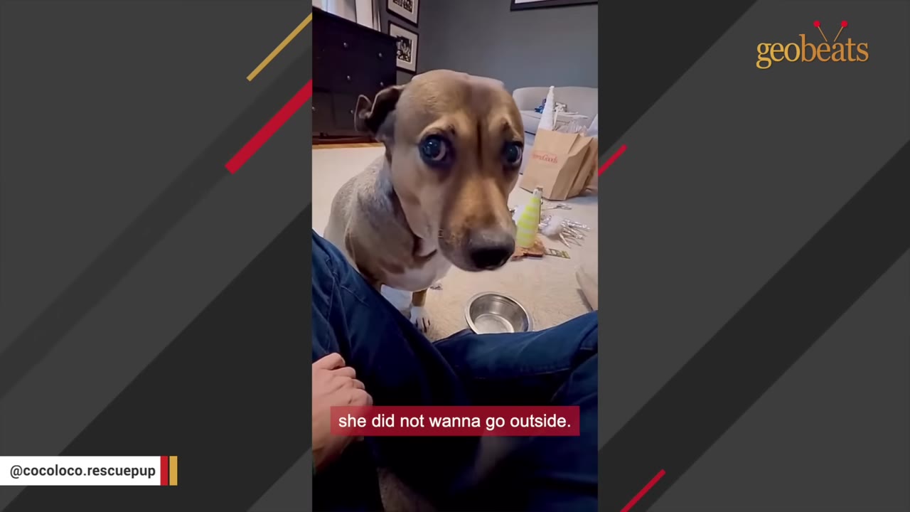 A close-up of a brown dog with wide, anxious eyes looking up at the camera while sitting indoors next to a person's legs, with a caption reading 'she did not wanna go outside.'