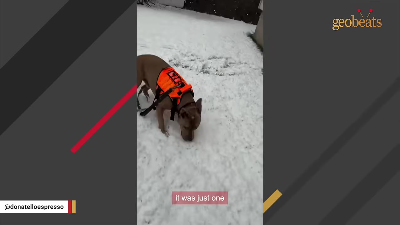 A brown short-haired dog wearing a bright orange vest sniffs the snow-covered ground.