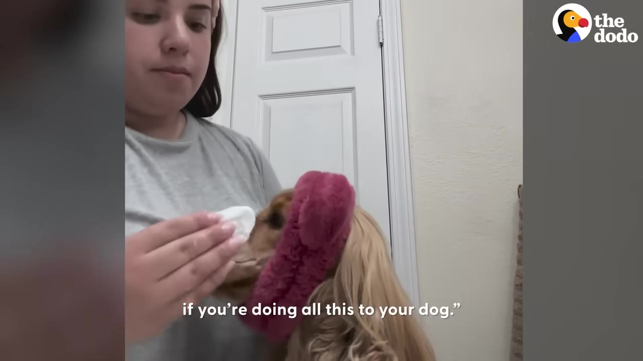 A woman uses a cotton pad to clean the face of a cocker spaniel wearing a fuzzy pink headband.