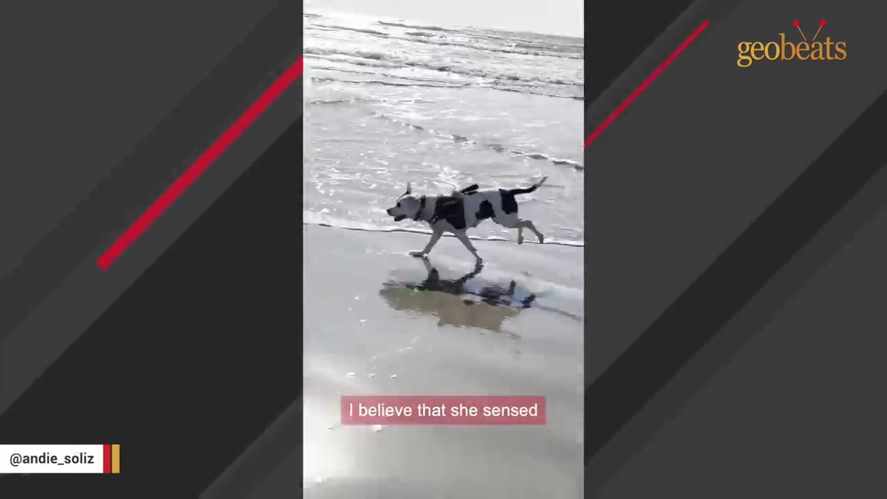 A black and white dog running along the wet sand of a beach, with its reflection visible in the shallow water.