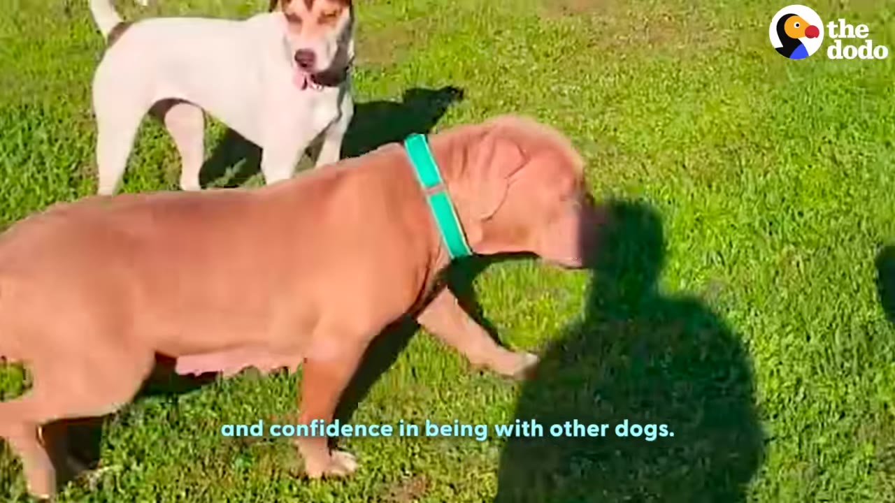 A brown dog wearing a green collar walks on a grassy lawn with a white and brown dog standing nearby in the background.