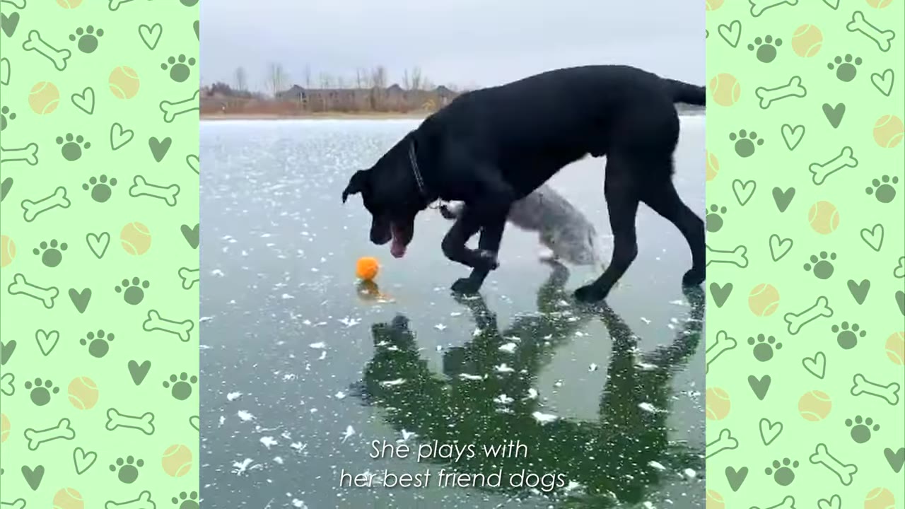 A large black dog stands on a frozen lake next to an orange ball, with another dog visible behind it, reflecting on the icy surface.