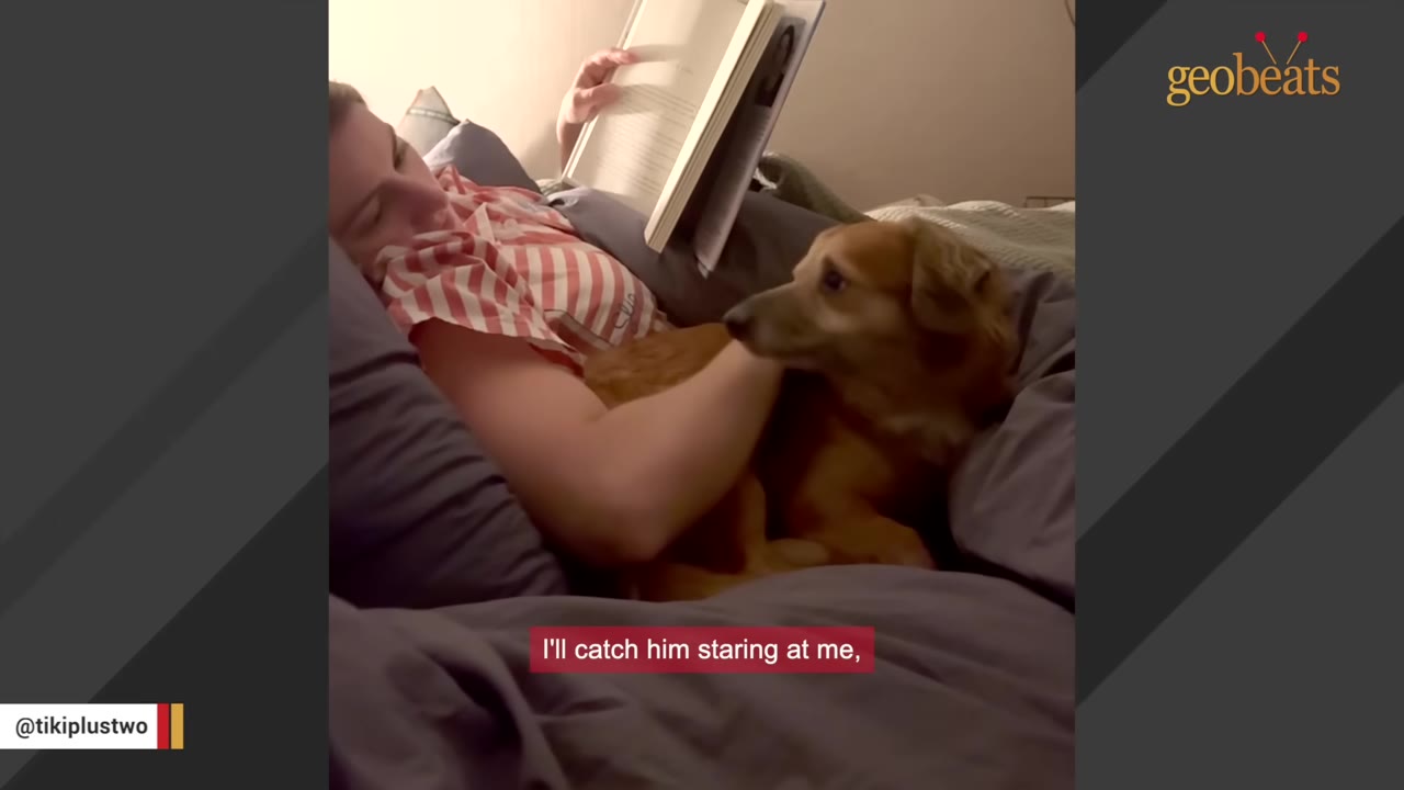 A woman in striped pajamas lies in bed reading a book while cuddling a small brown dog.