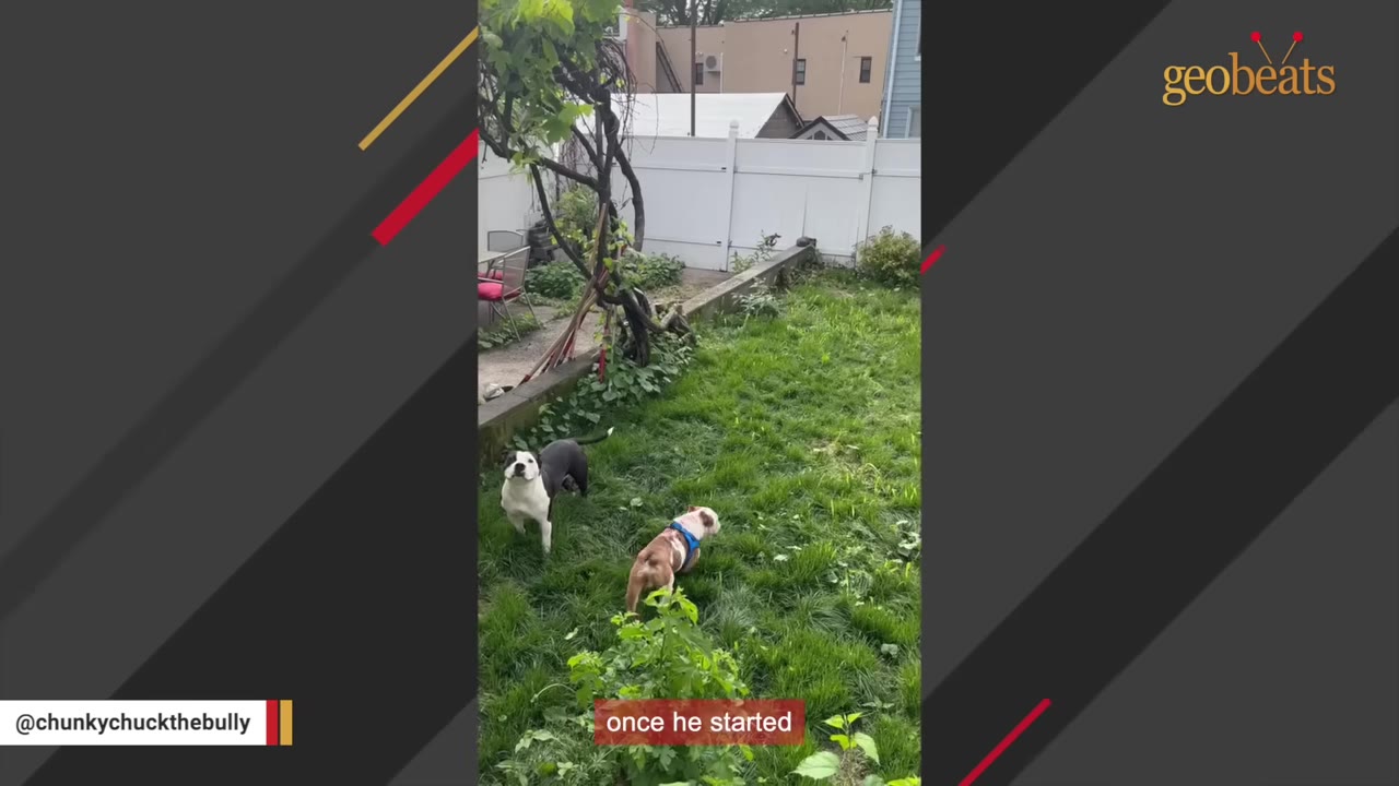 A brown and white bulldog wearing a blue harness stands on a grassy lawn next to a black and white dog in a backyard.