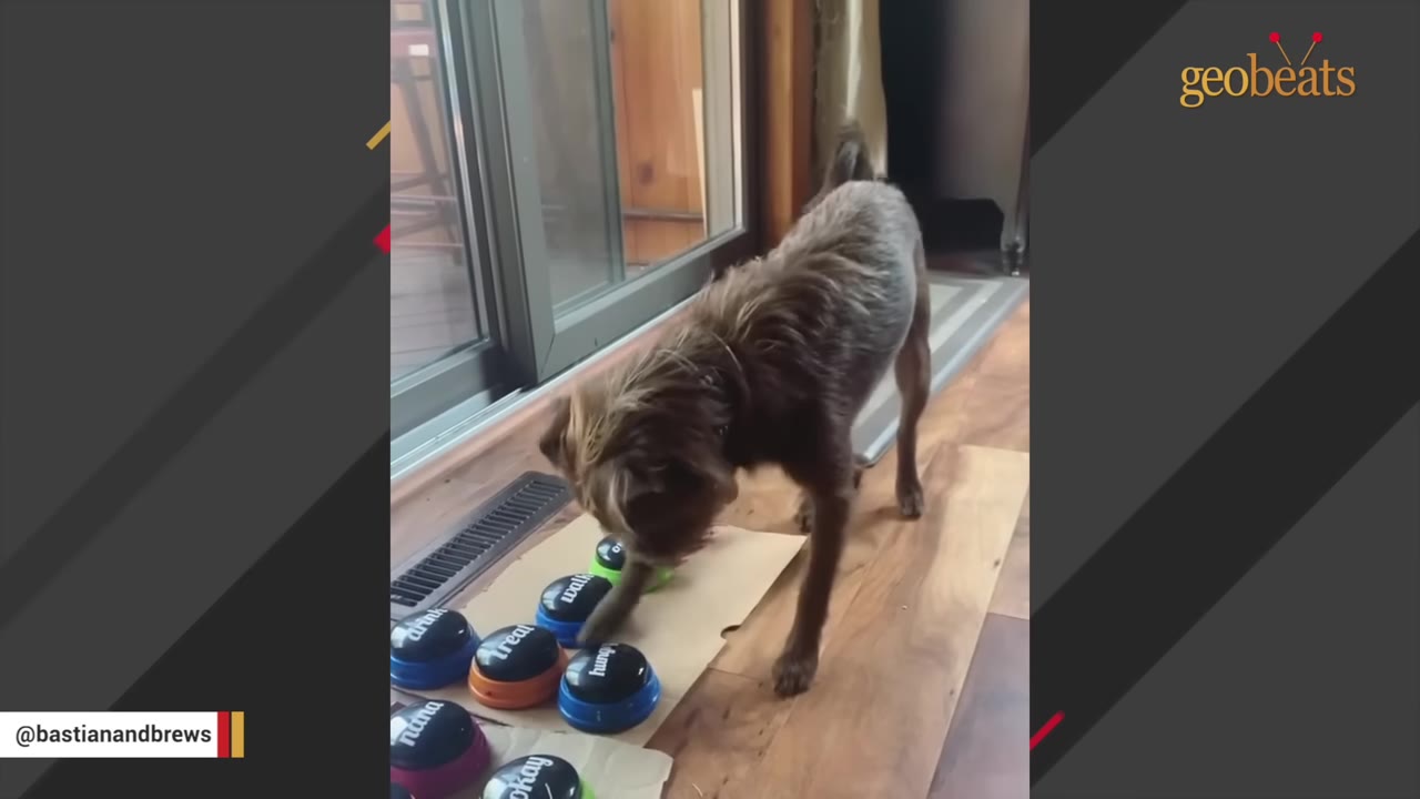 A small brown dog stands on a wooden floor, pressing one of several colorful recordable buttons on a board near a sliding glass door.