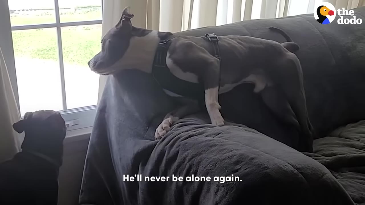 A grey and white dog wearing a harness stands on the back of a grey couch, looking out a window next to another dog.