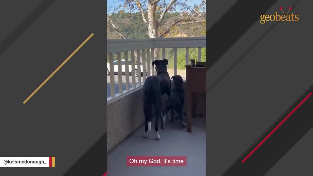Two black dogs stand side-by-side on a balcony, looking out through the railing.