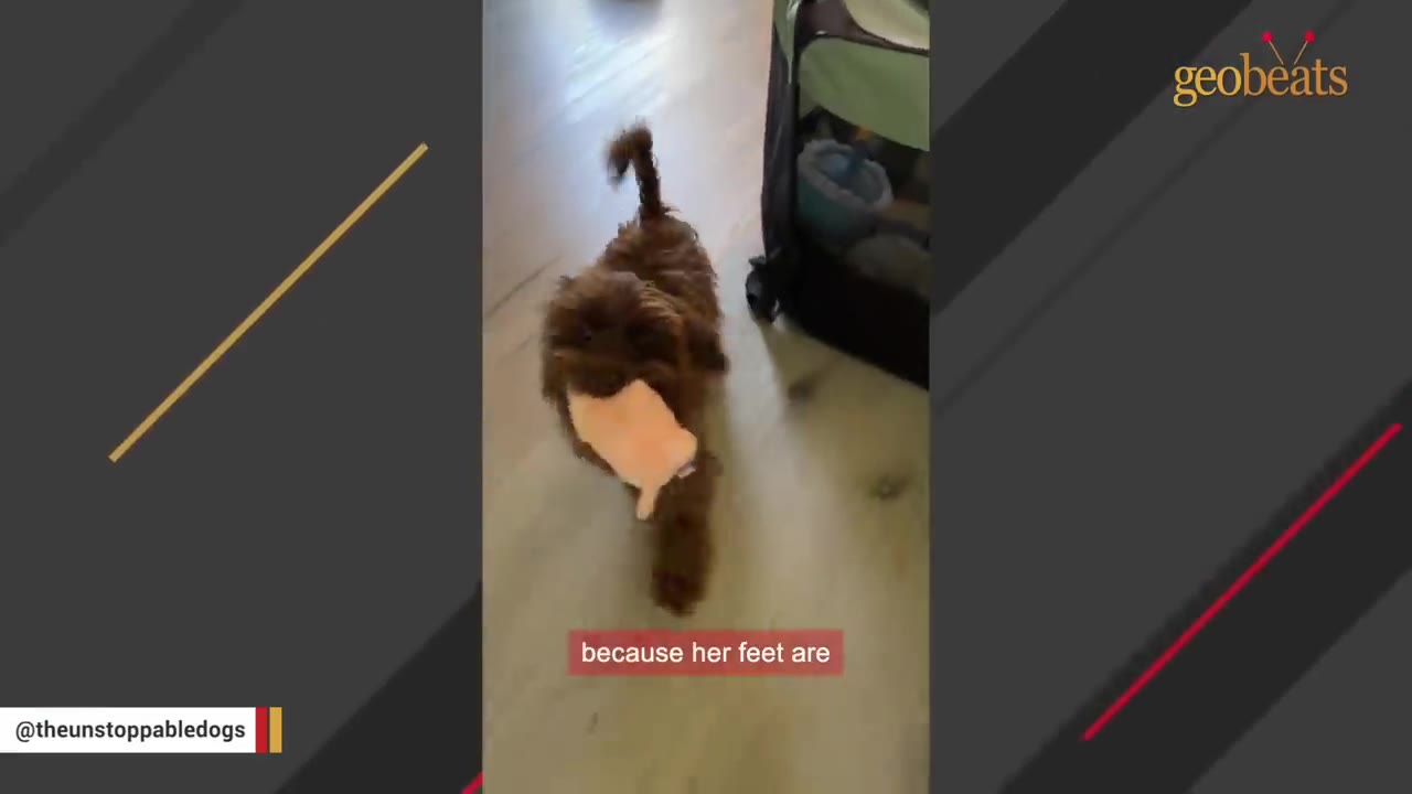 A fluffy brown dog happily walks across a light-colored floor carrying a plush toy in its mouth.