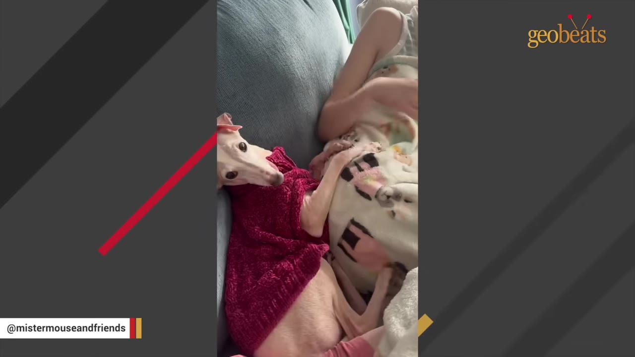 A small Italian Greyhound wearing a red knit sweater rests comfortably on a couch next to a person under a blanket.