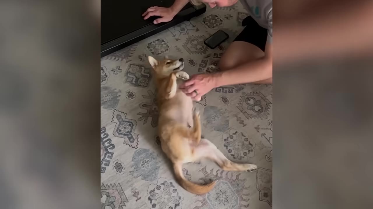 A tan Shiba Inu dog lies on its back on a patterned rug while a person gently pets its chest.