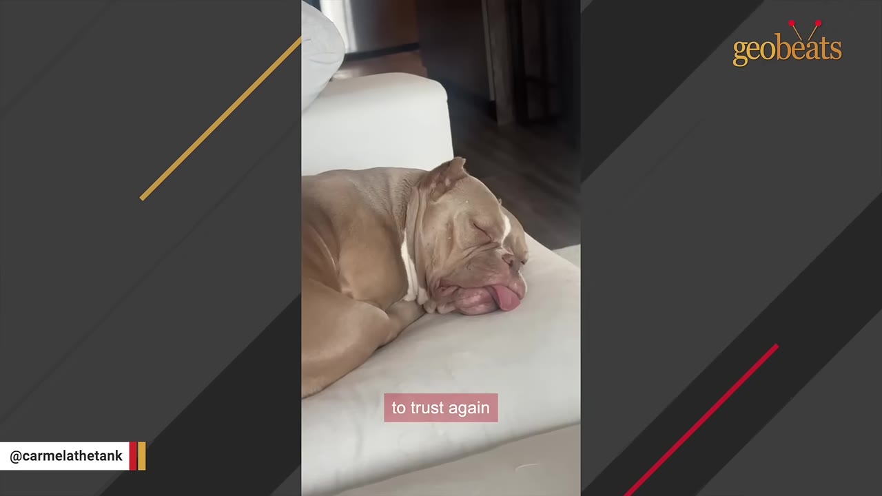 A muscular, light brown dog sleeping peacefully on a white couch with its tongue sticking out.