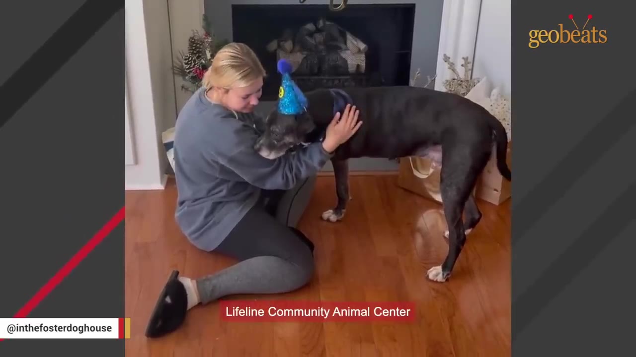 A woman sits on a wooden floor, gently hugging a large black dog wearing a blue party hat and a bandana, with a red text overlay that reads 'Lifeline Community Animal Center'.