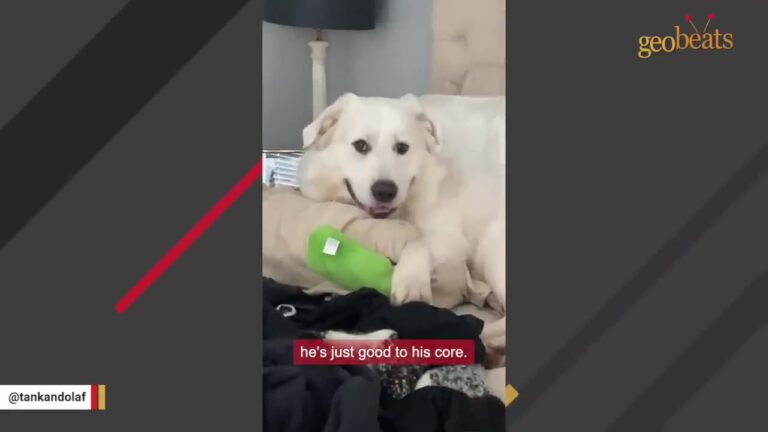 Florida Vet Meets A Deaf Dog Labeled Aggressive And Quickly Realizes The Story Does Not Add Up