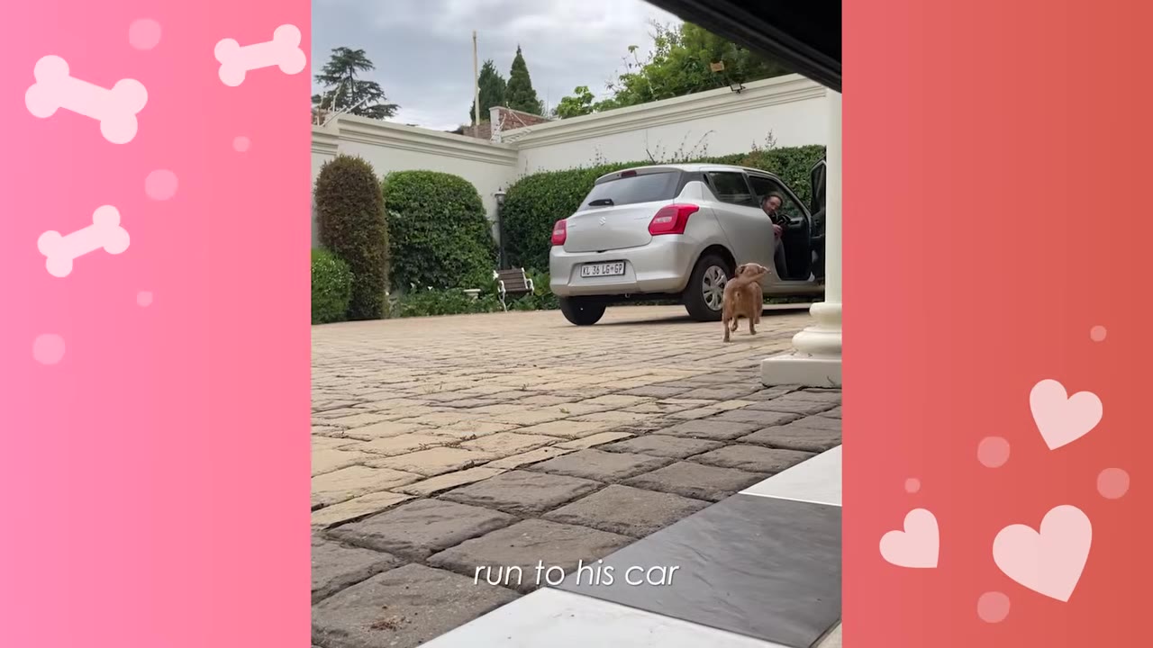 A small brown dog runs across a paved driveway toward a silver car where a person is opening the door.