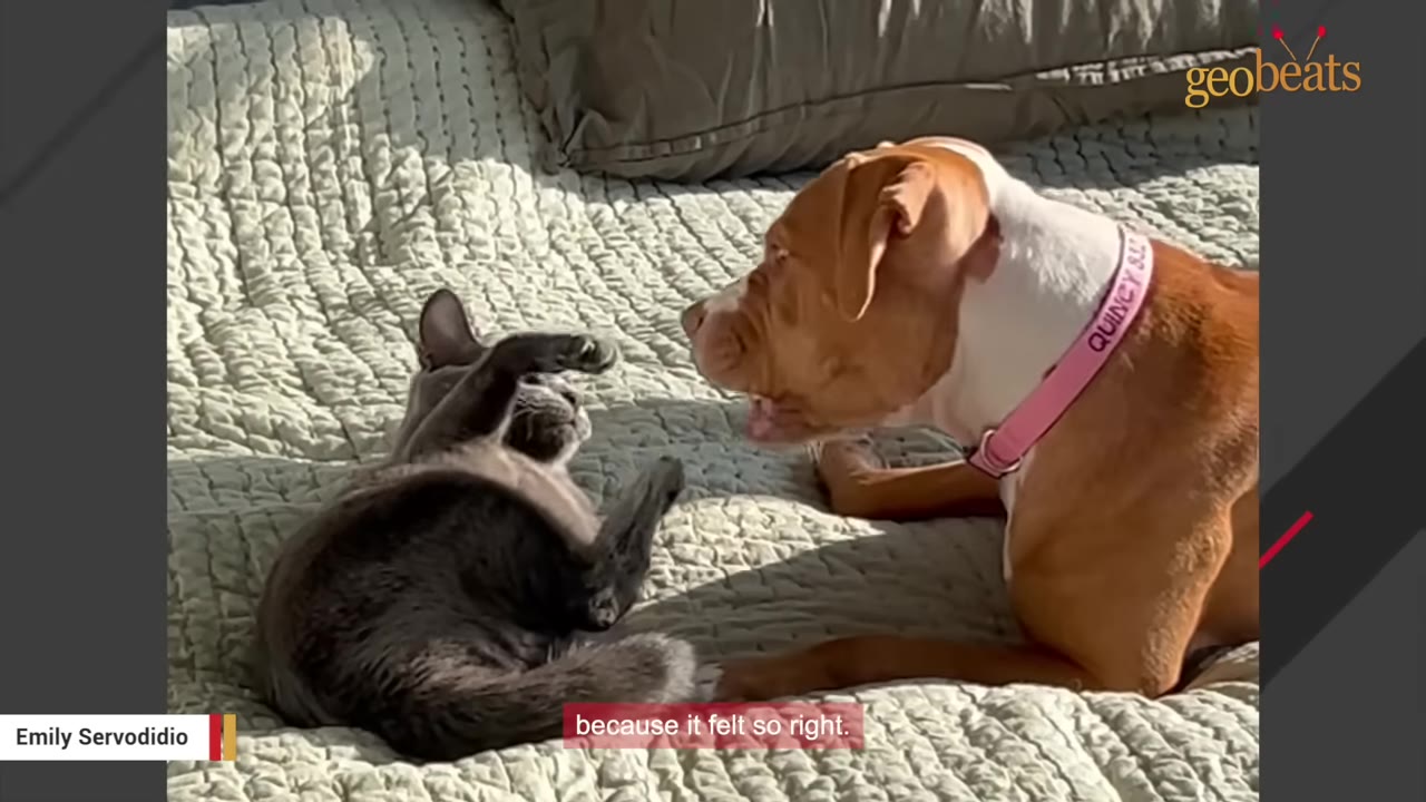 A brown and white dog wearing a pink collar that reads 'QUINCY' lies on a textured blanket, looking at a grey cat lying on its back next to her.