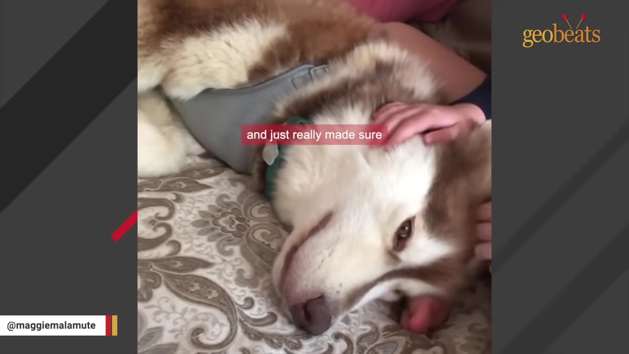 A close-up shot of a brown and white Alaskan Malamute lying down on a patterned bedspread while being gently petted on the head by a person's hand.