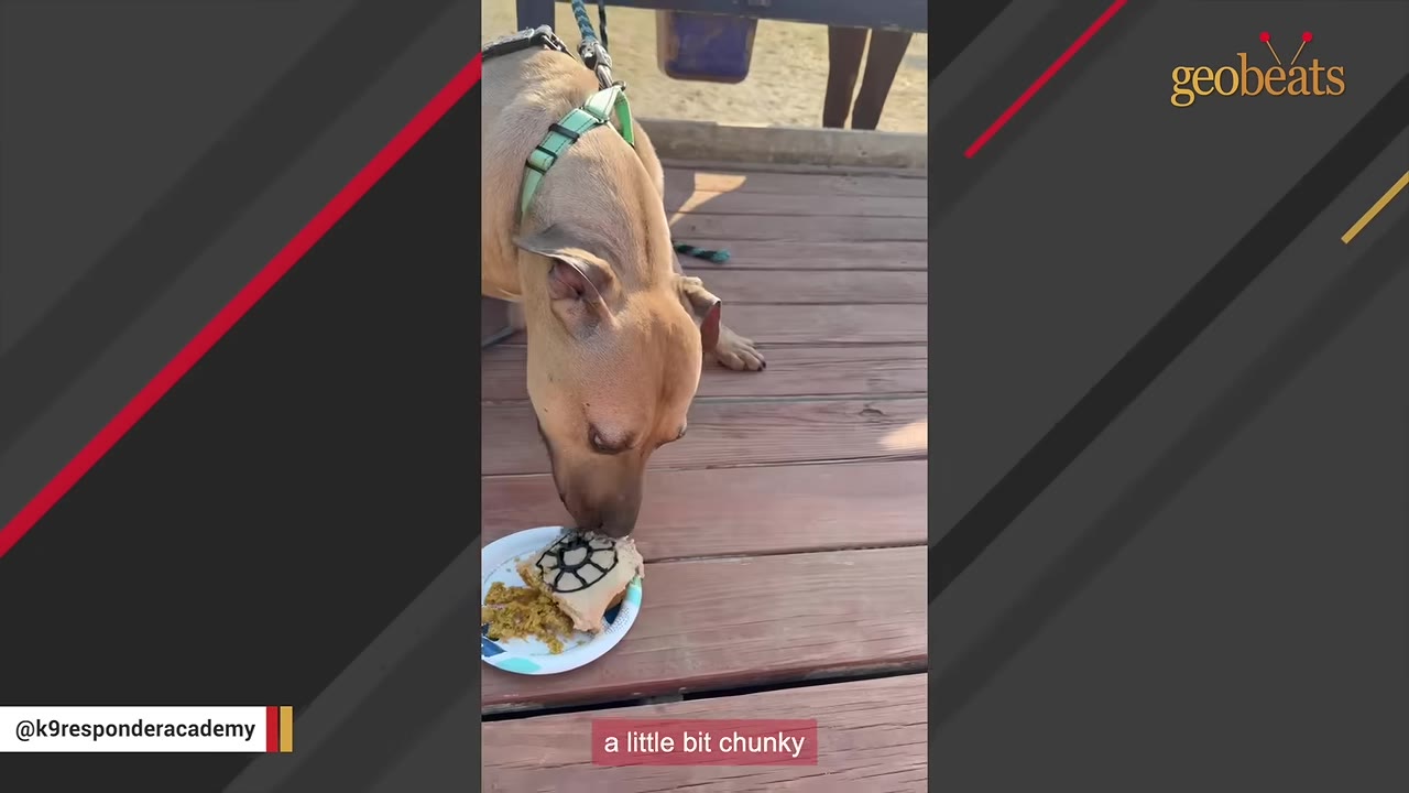 A tan dog with a green harness eats a decorated treat from a paper plate on a wooden deck.