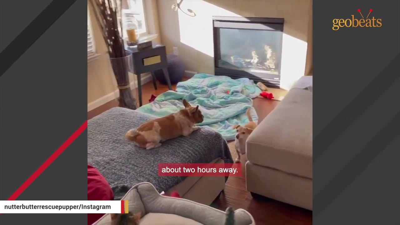 A small tan dog with a curved back rests on a gray ottoman in a living room next to another small dog.