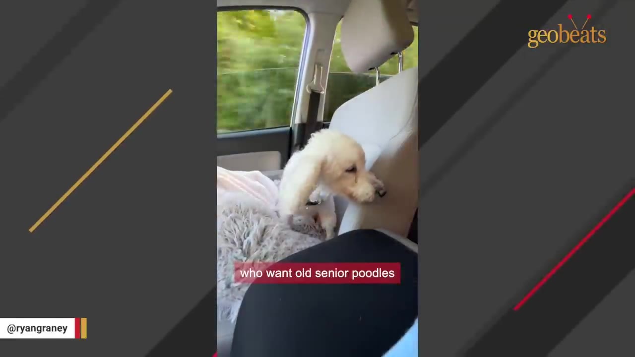 A small white senior poodle sits in the back seat of a car, looking forward.