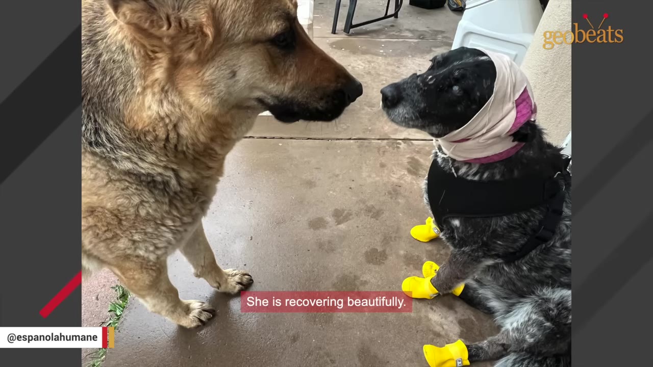 A black and white dog wearing a head bandage, a black harness, and yellow boots sits on a concrete patio, looking up gently at a German Shepherd standing in front of her.