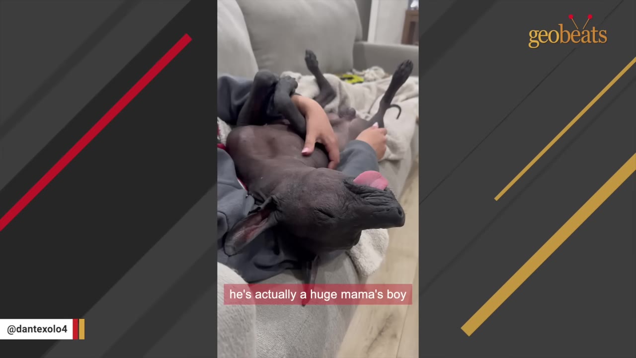 A hairless dog lies on its back on a person's lap on a couch, with its tongue sticking out playfully.