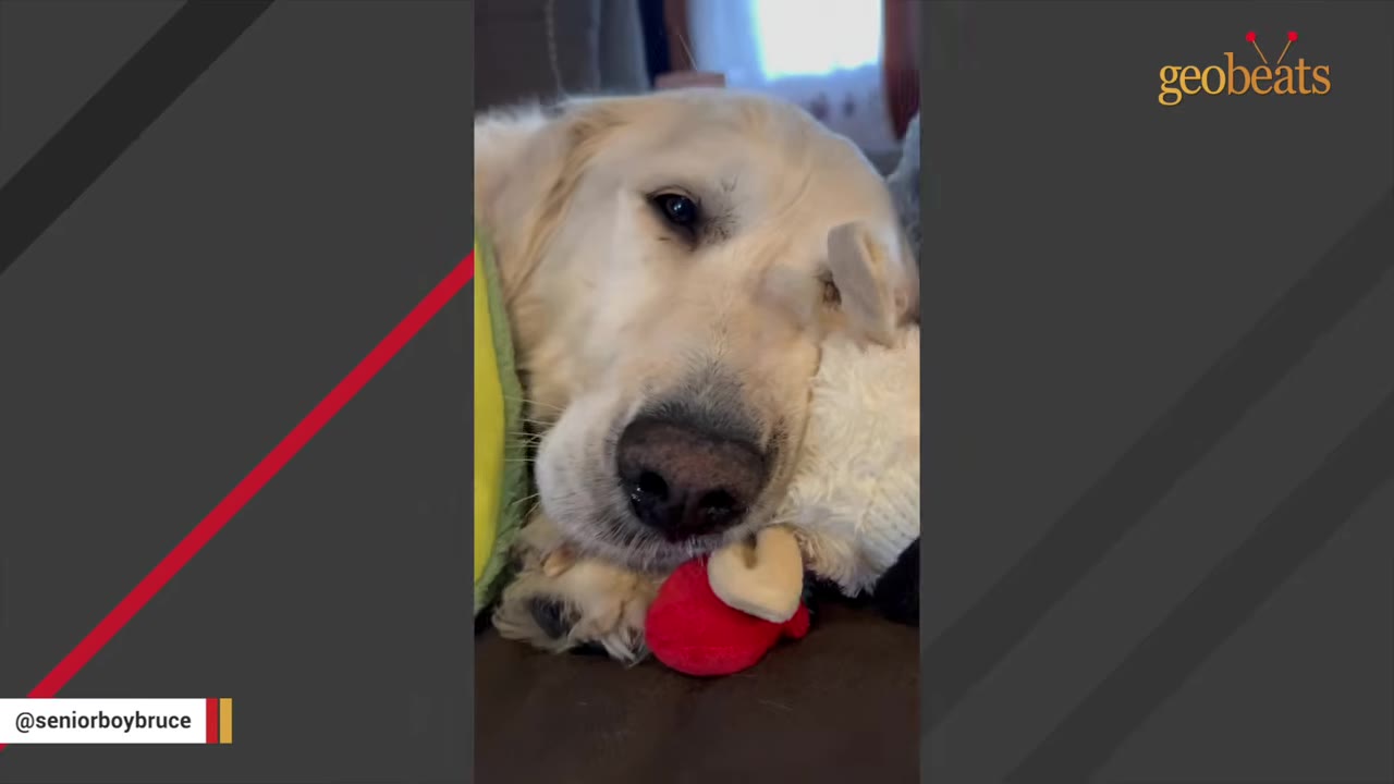 A golden retriever resting its head on a plush toy while lying on a couch.