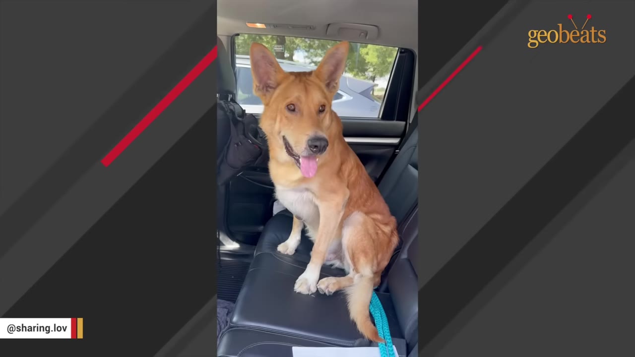 A tan dog with large, upright ears sits on the black leather back seat of a car, looking forward with its tongue out.