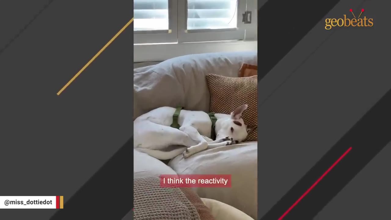 A white dog wearing a green harness curled up on a light-colored couch next to a brown patterned pillow.