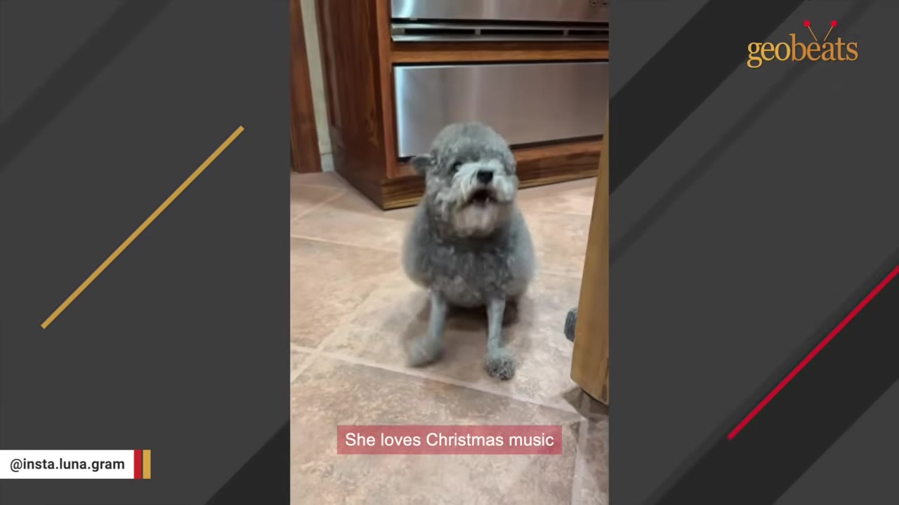 A small, fluffy grey dog sitting on a tiled floor with its mouth open as if singing, with a caption that reads 'She loves Christmas music'.