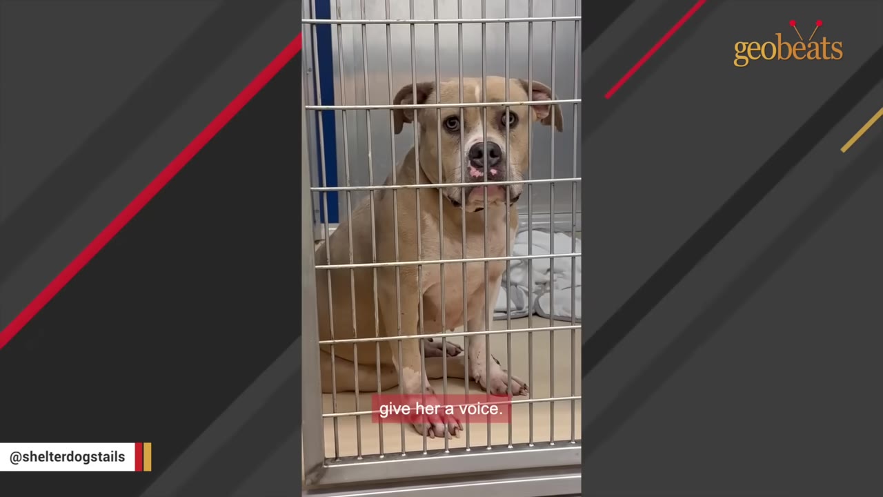 A tan and white dog sits behind the metal bars of a shelter kennel, looking directly at the camera with a sad expression.