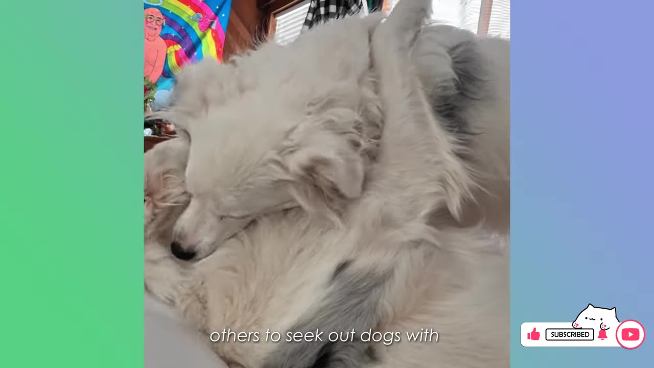 Two fluffy white dogs cuddling together indoors.