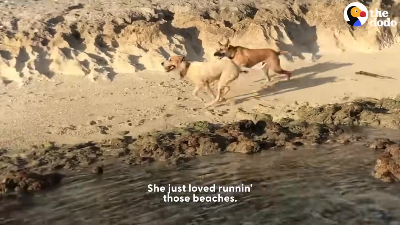 Two dogs running joyfully along a sandy beach near rocky tide pools.