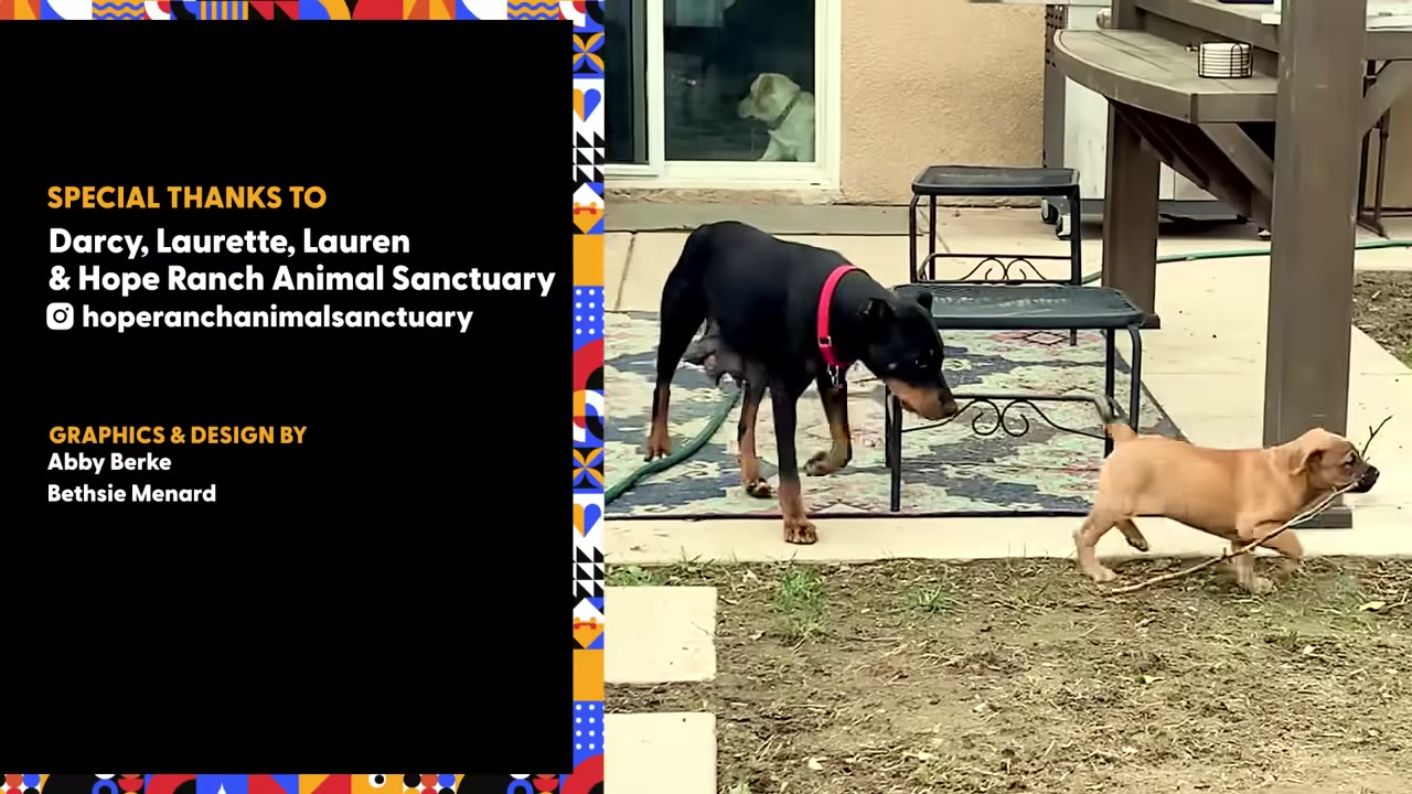 A black dog with a red collar stands on an outdoor patio mat, watching a small brown puppy run past carrying a stick in its mouth.