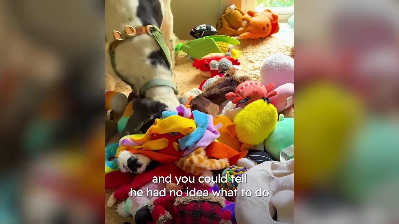 A black and white dog with a green collar sniffs a large pile of colorful stuffed animal toys.