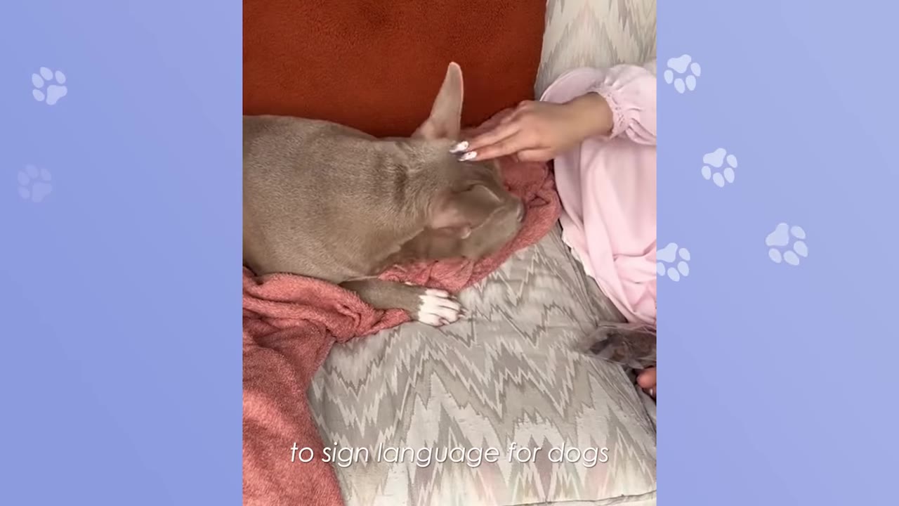 A light brown dog lying on a patterned couch with a pink blanket, while a person's hand gently touches its head, with the subtitle 'to sign language for dogs' at the bottom.