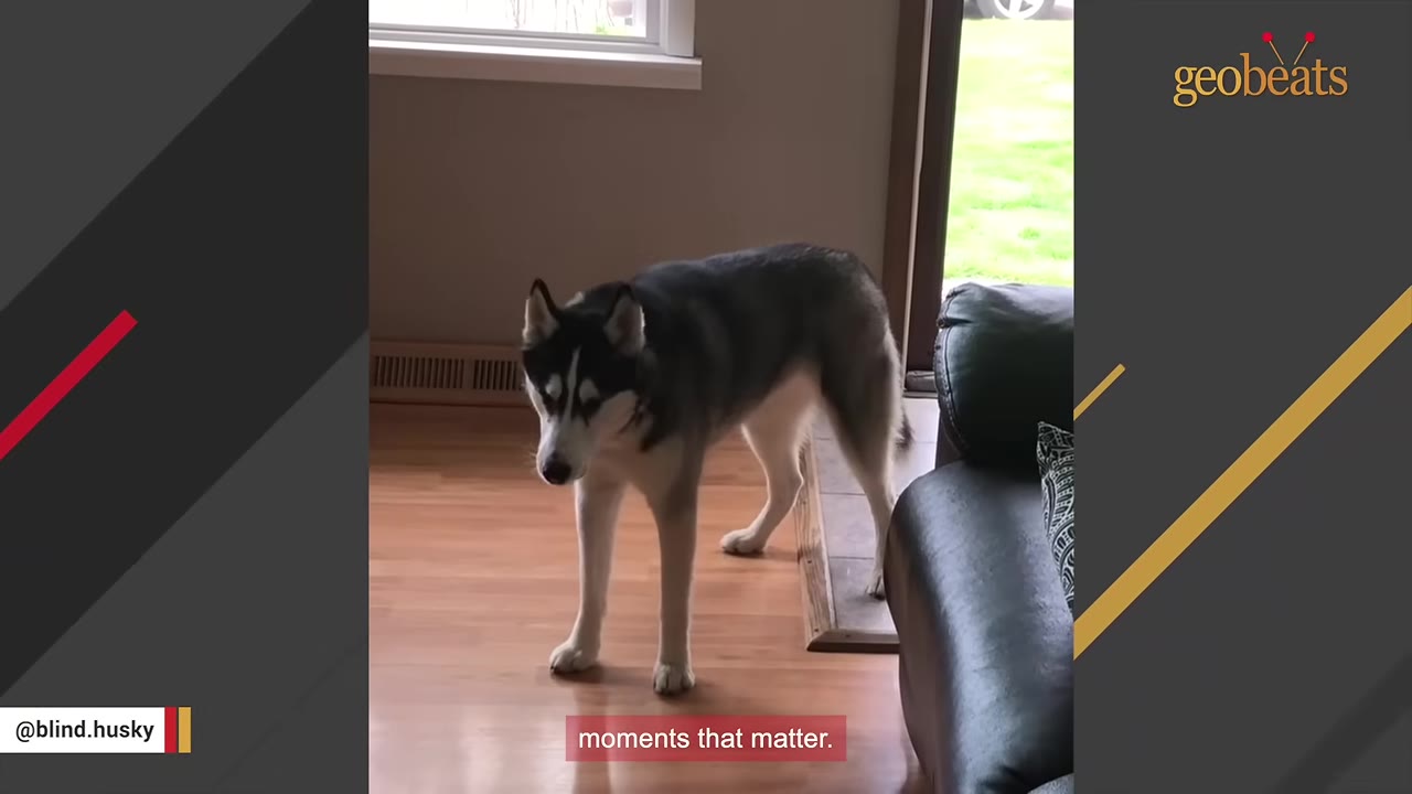 A black and white Siberian Husky standing quietly on a wooden floor indoors near a window.