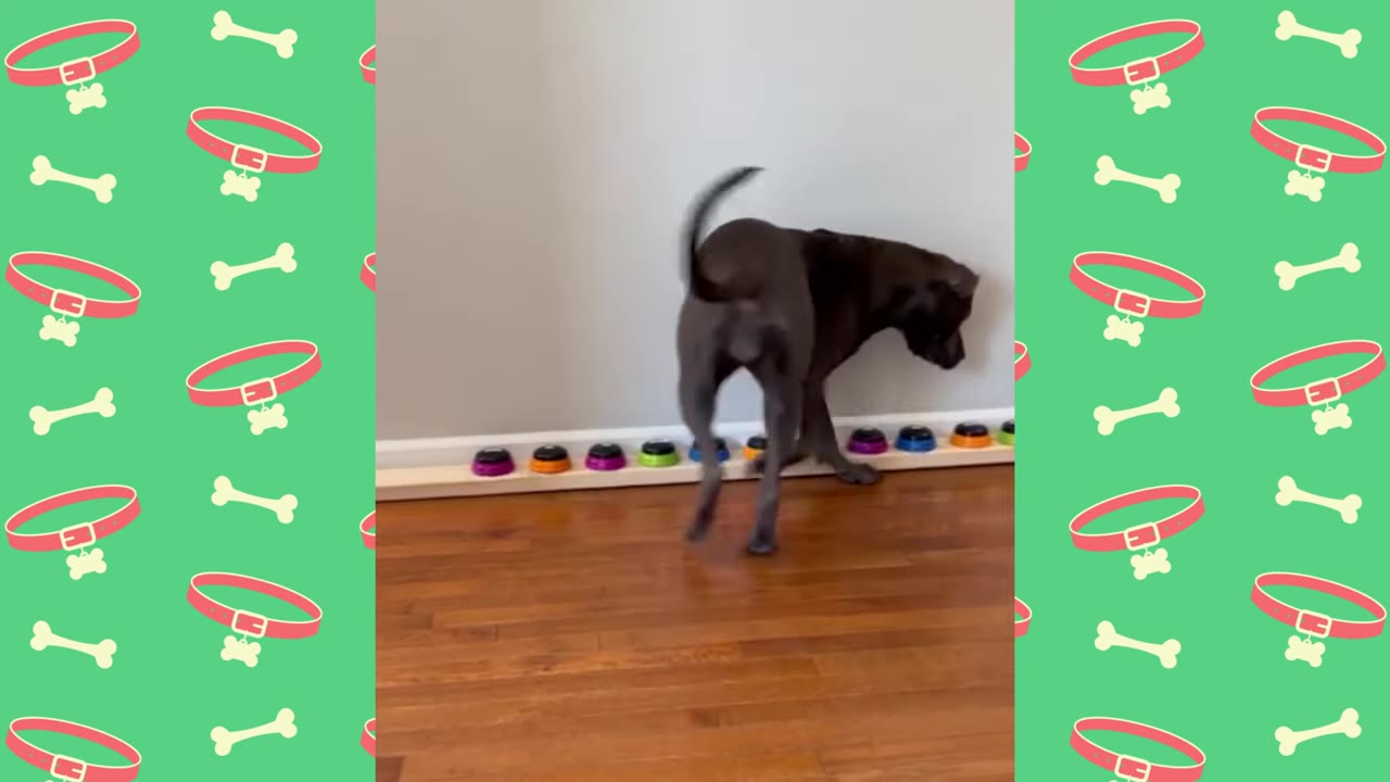 A dark grey dog stands on a wooden floor with its back to the camera, its tail raised in a wagging motion near a row of colorful recordable buttons on the floor.