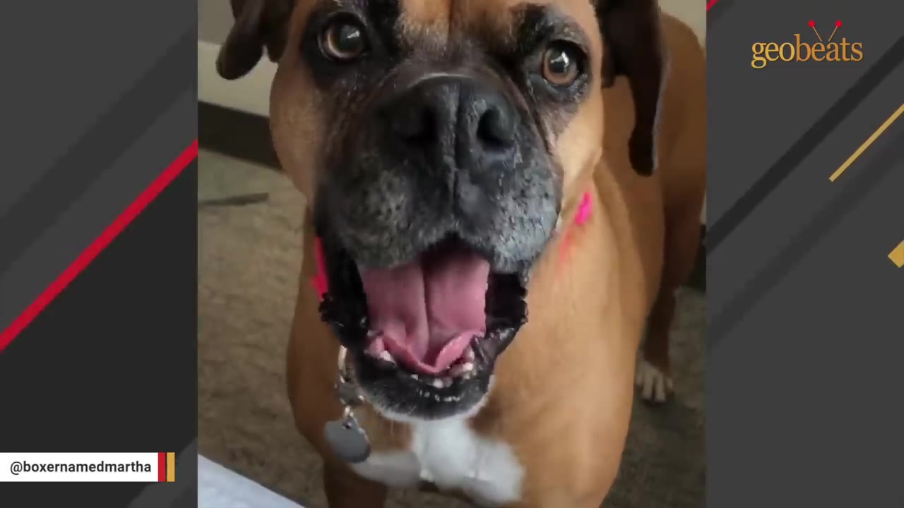 A close-up shot of a brown boxer dog named Martha looking directly at the camera with an open mouth and a happy expression.