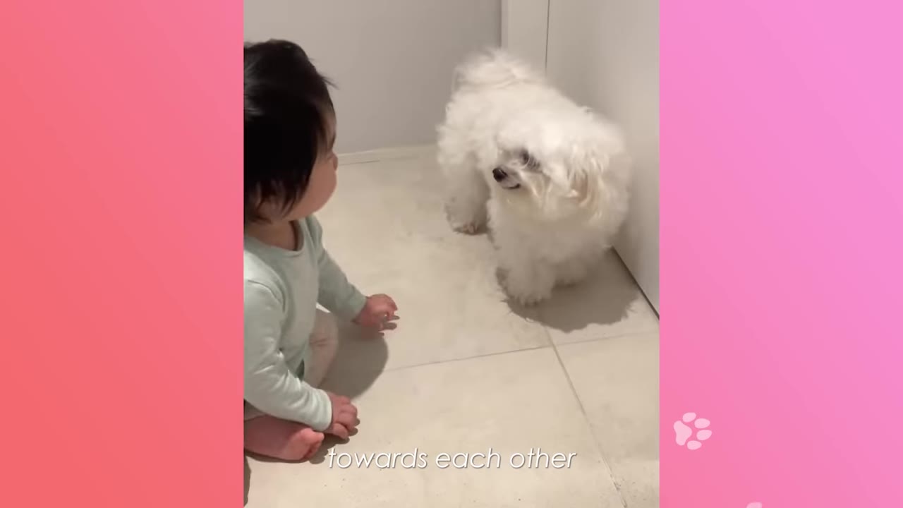 A baby sitting on a tiled floor looking at a small, fluffy white dog standing in front of them.