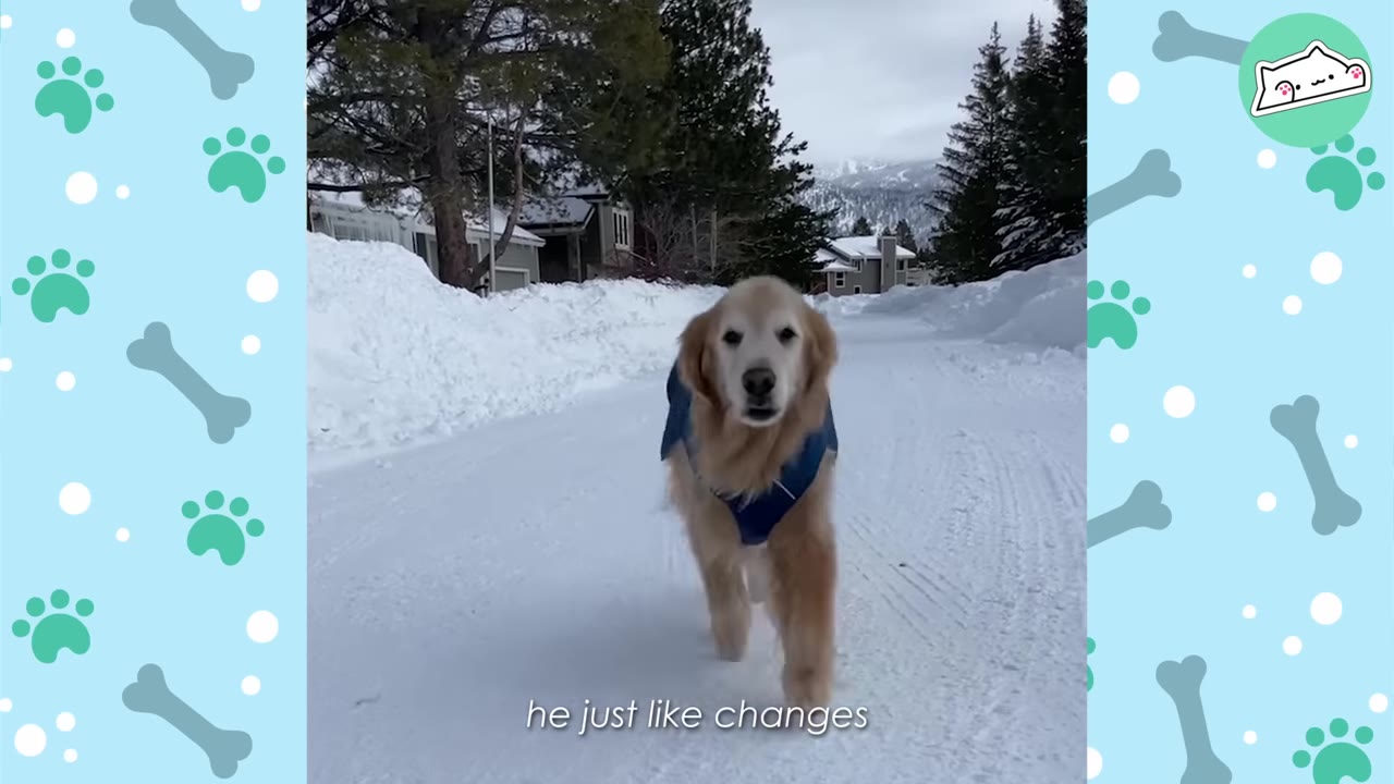 A golden retriever wearing a blue vest walks down a snow-covered road in a mountain town surrounded by pine trees.