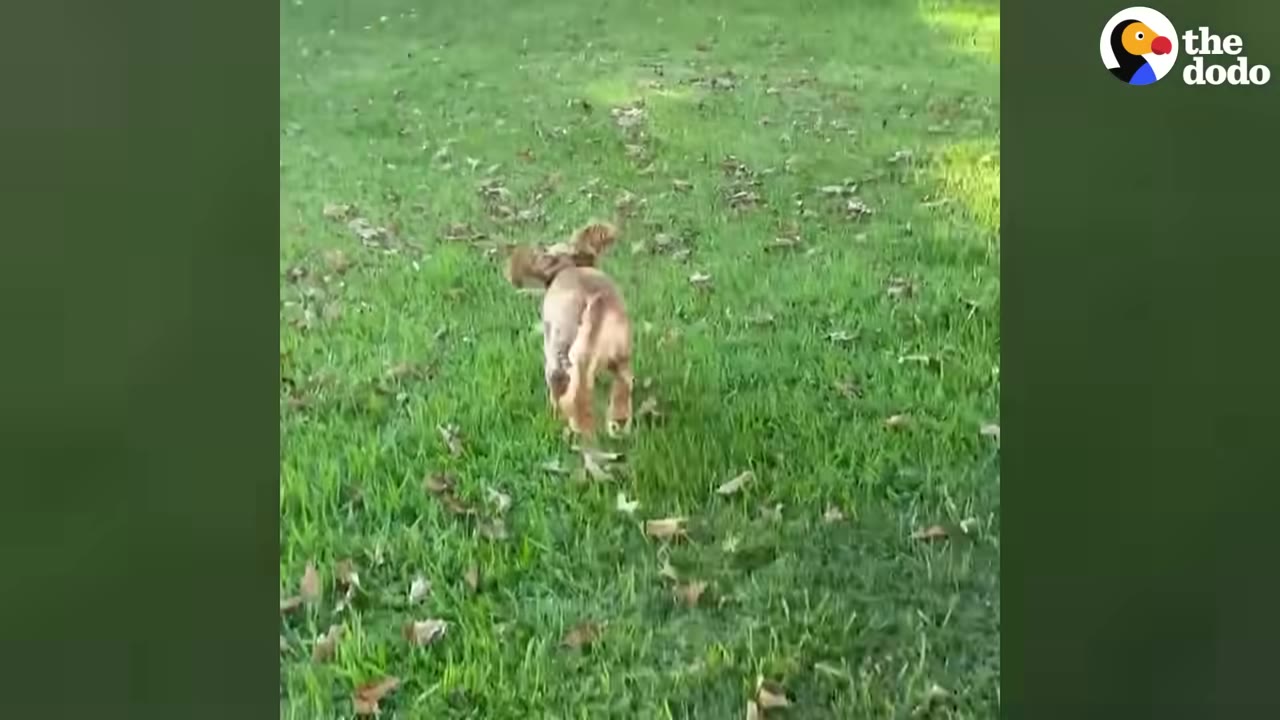 A small brown dog running happily across a green grassy lawn scattered with fallen leaves.