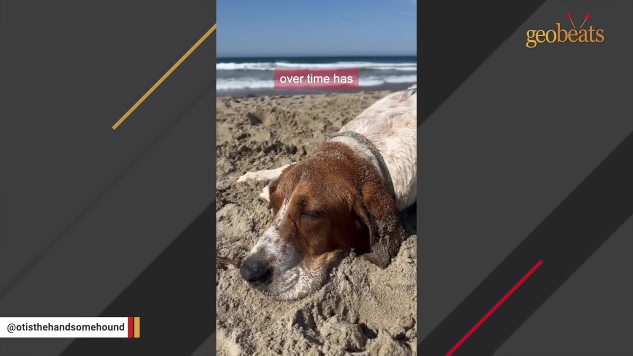 A brown and white hound dog rests its head peacefully on a sandy beach with ocean waves in the background.