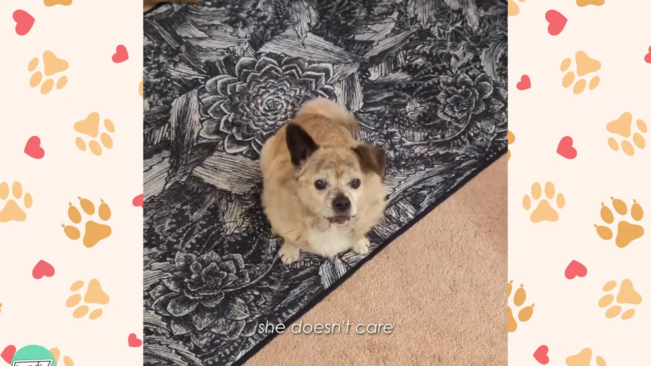 A small, tan, mixed-breed dog with dark ears sits on a black and white floral patterned rug, looking directly up at the camera.