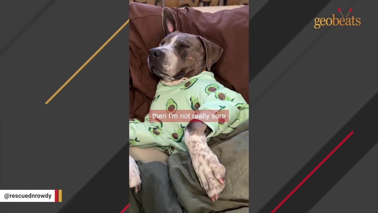 A dog wearing light green pajamas with an avocado pattern sleeps peacefully on a bed.